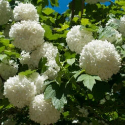 Eastern Snowball Bush 5 Eastern Snowball Bush -Flowering Trees Sales Eastern Snowball 3 FGT