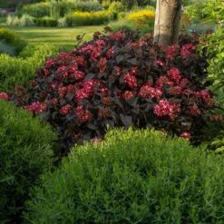 Eclipse® Bigleaf Hydrangea 10 Eclipse® Bigleaf Hydrangea -Flowering Trees Sales Eclipse Mophead 3