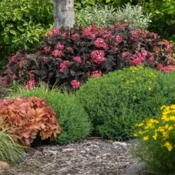 Eclipse® Bigleaf Hydrangea 11 Eclipse® Bigleaf Hydrangea -Flowering Trees Sales Eclipse Mophead 4