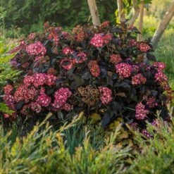 Eclipse® Bigleaf Hydrangea 13 Eclipse® Bigleaf Hydrangea -Flowering Trees Sales Eclipse Mophead 5