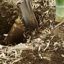 Edible Bamboo Plant -Flowering Trees Sales Edible Bamboo 5 FGT