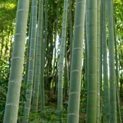 Edible Bamboo Plant -Flowering Trees Sales Edible Bamboo 6