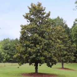 Edith Bogue Magnolia 5 Edith Bogue Magnolia -Flowering Trees Sales Edith Bogue magnolia 1