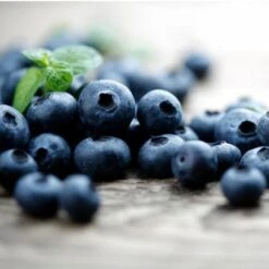 Elliot Blueberry Bush 7 Elliot Blueberry Bush -Flowering Trees Sales Elliot Blueberry 450 D2