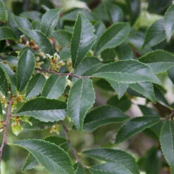 Emerald Flair Elm Tree -Flowering Trees Sales Emerald Flair 2