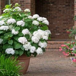 Endless Summer® Blushing Bride Bigleaf Hydrangea Shrub 8 Endless Summer® Blushing Bride Bigleaf Hydrangea Shrub -Flowering Trees Sales Endless Summer Blushing Bride 3 FGT