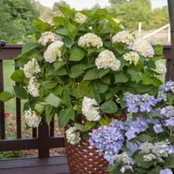 Endless Summer® Blushing Bride Bigleaf Hydrangea Shrub 9 Endless Summer® Blushing Bride Bigleaf Hydrangea Shrub -Flowering Trees Sales Endless Summer Blushing Bride 5