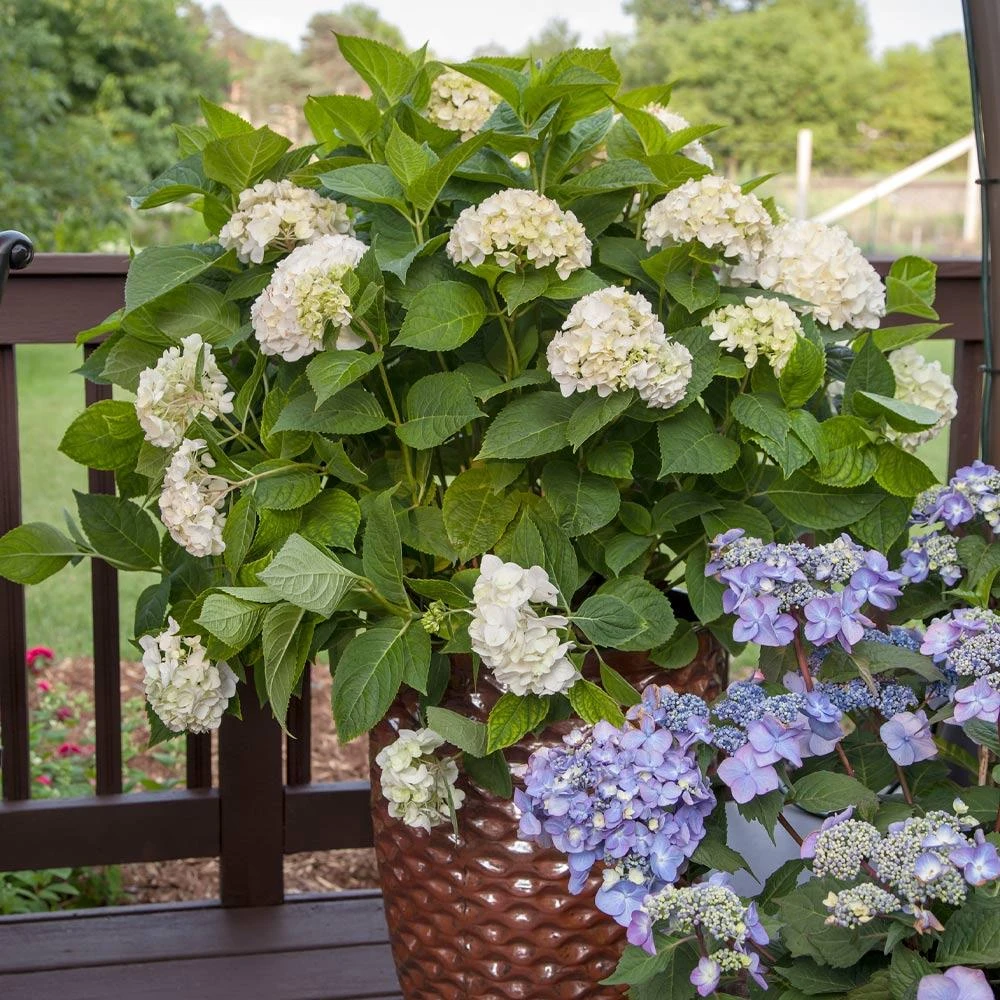 Endless Summer® Blushing Bride Bigleaf Hydrangea Shrub 5 Endless Summer® Blushing Bride Bigleaf Hydrangea Shrub - Image 5