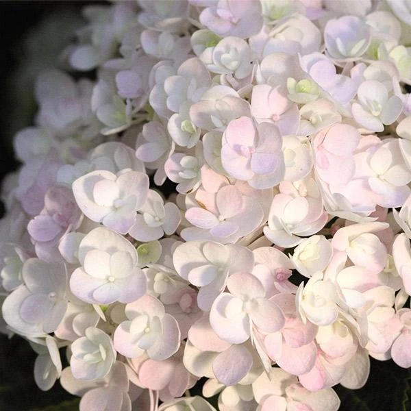 Endless Summer® Blushing Bride Bigleaf Hydrangea Shrub 1 Endless Summer® Blushing Bride Bigleaf Hydrangea Shrub