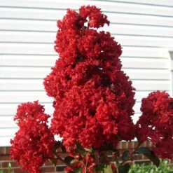 Enduring Summer Crape Myrtle 5 Enduring Summer Crape Myrtle -Flowering Trees Sales Enduring Summer Crape Myrtle 2