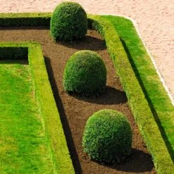 English Boxwood Shrub -Flowering Trees Sales English Boxwood 7