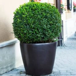 English Boxwood Shrub -Flowering Trees Sales English Boxwood 9 FGT