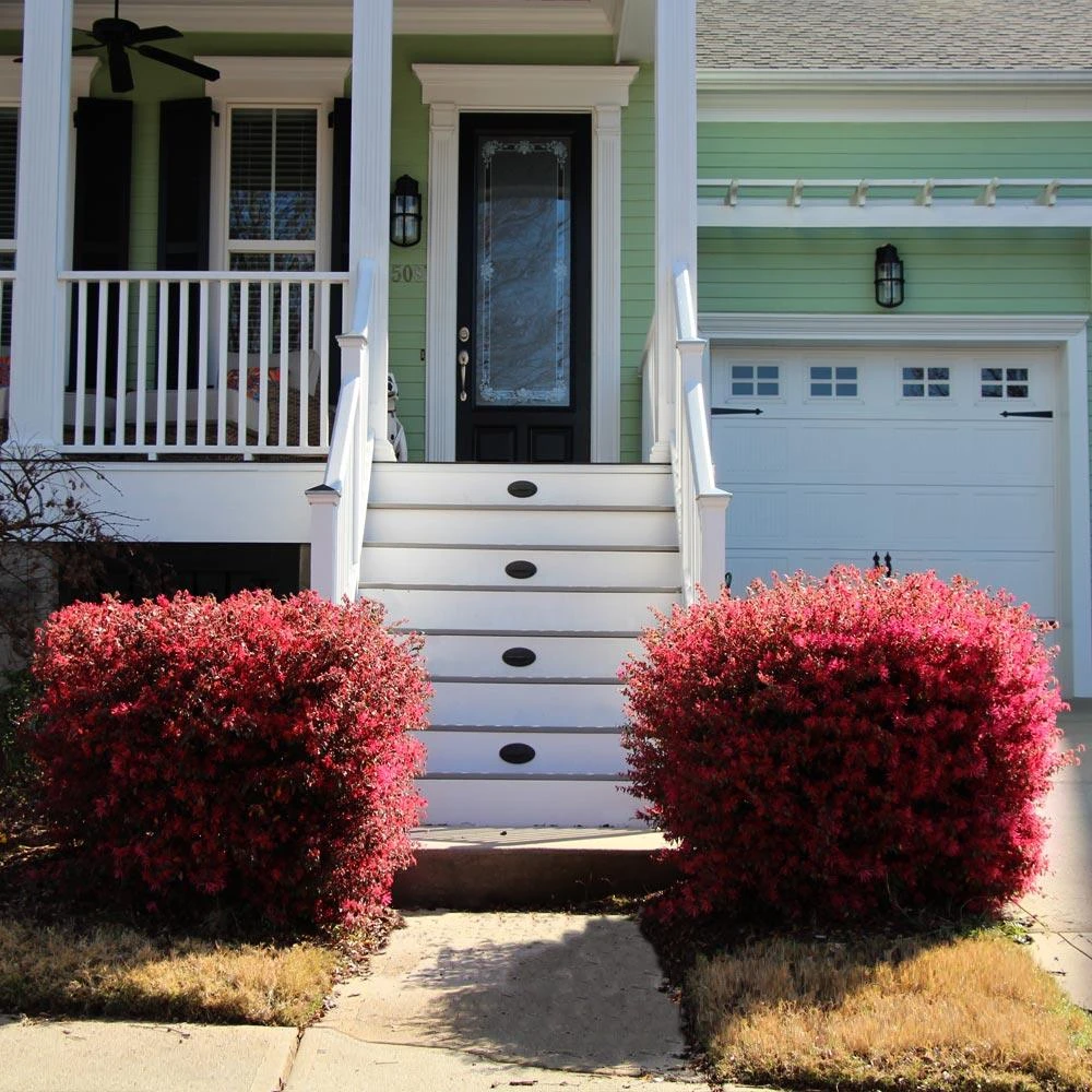 'Ever Red' Loropetalum 5 'Ever Red' Loropetalum - Image 5