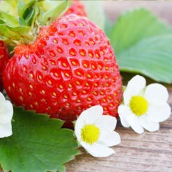 Everbearing Strawberry 8 Everbearing Strawberry -Flowering Trees Sales Everbearing Strawberry 3 FGT