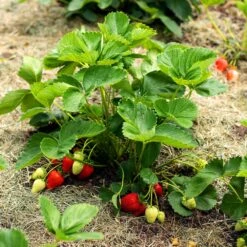 Everbearing Strawberry - USDA Organic 9 Everbearing Strawberry - USDA Organic -Flowering Trees Sales Everbearing Strawberry 5 FGT 833b267c 2a90 438e af54 2fa42d3231c7