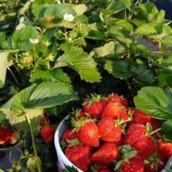 Everbearing Strawberry - USDA Organic 11 Everbearing Strawberry - USDA Organic -Flowering Trees Sales Everbearing Strawberry 6 BB e2cd8810 5468 47c9 8adf a7c6a52e097a