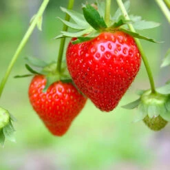 Everbearing Strawberry - USDA Organic 10 Everbearing Strawberry - USDA Organic -Flowering Trees Sales Everbearing Strawberry 7 FGT