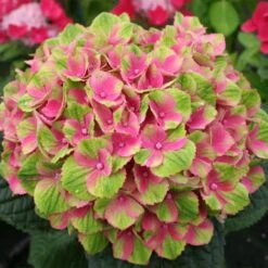 Everlasting® Amethyst Hydrangea Shrub 5 Everlasting® Amethyst Hydrangea Shrub -Flowering Trees Sales Everlasting Amethyst Hydrangea 2