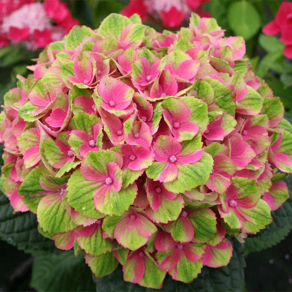 Everlasting® Amethyst Hydrangea Shrub 3 Everlasting® Amethyst Hydrangea Shrub - Image 3