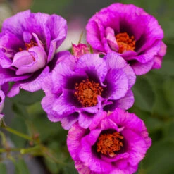 Eyeconic® Plum Lemonade Rose 7 Eyeconic® Plum Lemonade Rose -Flowering Trees Sales Eyeconic Plum Lemonade Rose 2