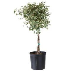 Variegated Ficus Triangularis Tree 7 Variegated Ficus Triangularis Tree -Flowering Trees Sales FIC TRT 34 3 BRD