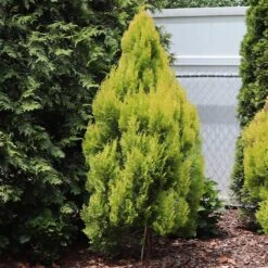 Forever Goldy™ Arborvitae Tree 7 Forever Goldy™ Arborvitae Tree -Flowering Trees Sales FOrever GOldie 2