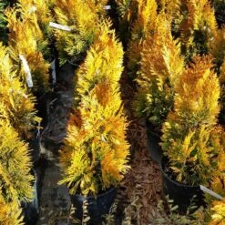 Forever Goldy™ Arborvitae Tree 9 Forever Goldy™ Arborvitae Tree -Flowering Trees Sales FOrever GOldy 3