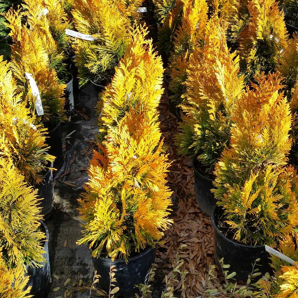 Forever Goldy™ Arborvitae Tree 5 Forever Goldy™ Arborvitae Tree - Image 5