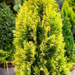 Forever Goldy™ Arborvitae Tree 8 Forever Goldy™ Arborvitae Tree -Flowering Trees Sales FOrever GOldy 4