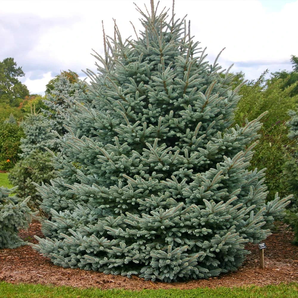 Fat Albert Colorado Blue Spruce 3 Fat Albert Colorado Blue Spruce - Image 3