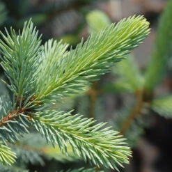 Fat Albert Colorado Blue Spruce 8 Fat Albert Colorado Blue Spruce -Flowering Trees Sales Fat albert Blue Spruce 2