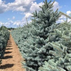 Fat Albert Colorado Blue Spruce 9 Fat Albert Colorado Blue Spruce -Flowering Trees Sales Fat albert Blue Spruce 5