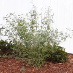 Fernleaf Bamboo 6 Fernleaf Bamboo -Flowering Trees Sales FernleafMultiplexBamboo 1