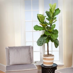 Monstera Deliciosa And Fiddle Leaf Fig Combo 7 Monstera Deliciosa And Fiddle Leaf Fig Combo -Flowering Trees Sales Fiddle Leaf Fig 2 FGT
