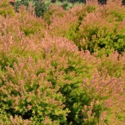 Fire Chief™ Thuja Shrub 8 Fire Chief™ Thuja Shrub -Flowering Trees Sales Fire Chief Arborvitae 4