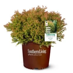 Fire Chief™ Thuja Shrub 9 Fire Chief™ Thuja Shrub -Flowering Trees Sales Fire Chief Arborvitae 5