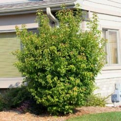 Flame Amur Maple 9 Flame Amur Maple -Flowering Trees Sales Flame Amur 2