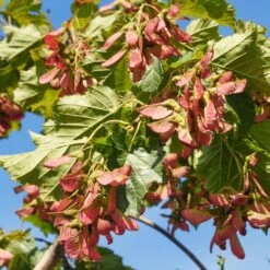 Flame Amur Maple 11 Flame Amur Maple -Flowering Trees Sales Flame Amur 7 FGT