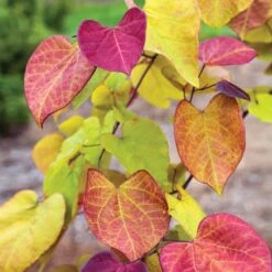 Flame Thrower® Redbud Tree 8 Flame Thrower® Redbud Tree -Flowering Trees Sales Flame Thrower Redbud 3
