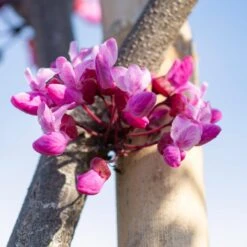 Flame Thrower® Redbud Tree 9 Flame Thrower® Redbud Tree -Flowering Trees Sales Flame Thrower Redbud 5