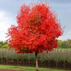 Flashfire® Maple Tree -Flowering Trees Sales Flashfire Maple 1