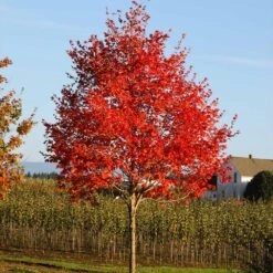 Flashfire® Maple Tree -Flowering Trees Sales Flashfire Maple 2