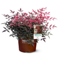 Flirt™ Nandina Shrub 10 Flirt™ Nandina Shrub -Flowering Trees Sales Flirt Nandina 5