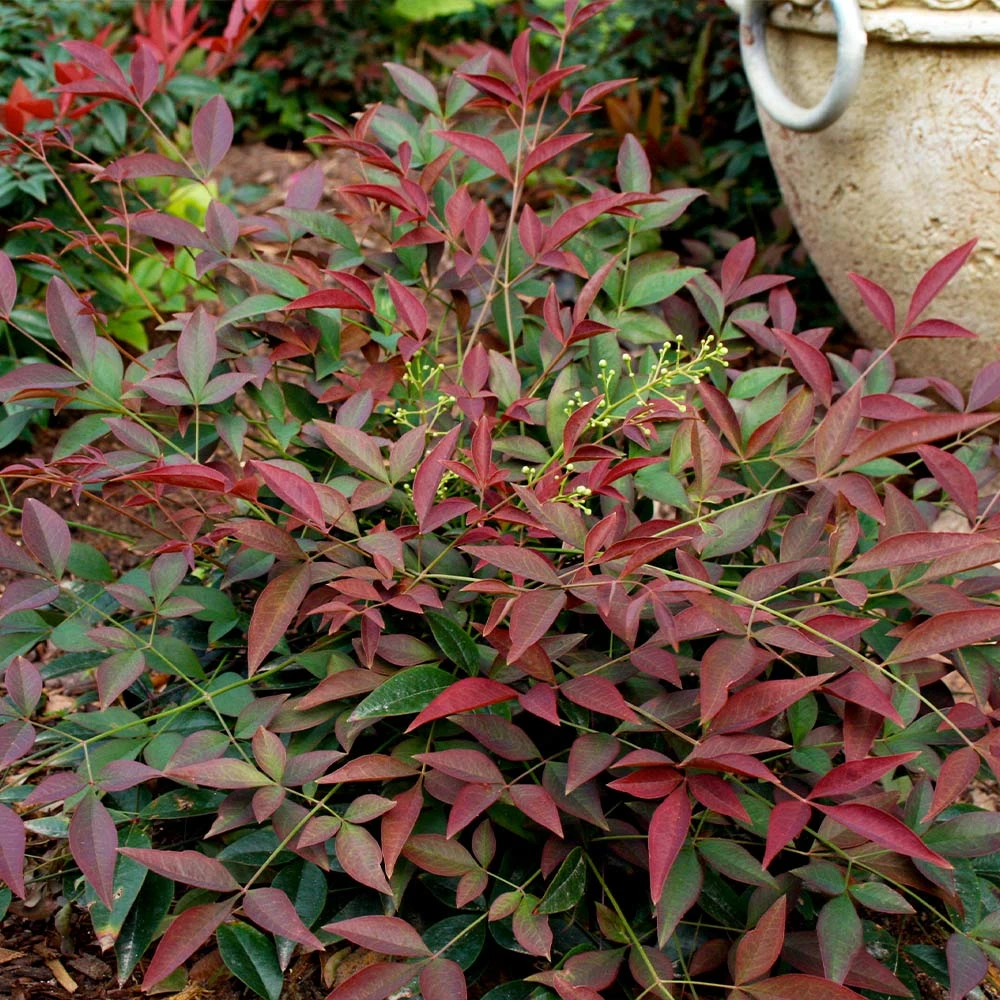 Flirt™ Nandina Shrub 2 Flirt™ Nandina Shrub - Image 2