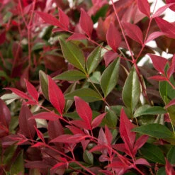 Flirt™ Nandina Shrub 8 Flirt™ Nandina Shrub -Flowering Trees Sales Flirt Nandina FGT 6