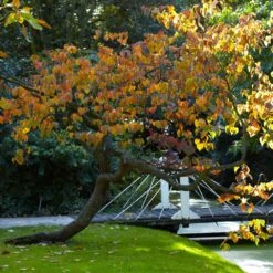 Forest Pansy Redbud 9 Forest Pansy Redbud -Flowering Trees Sales Forest Pansy Redbud 2