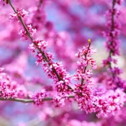Forest Pansy Redbud 8 Forest Pansy Redbud -Flowering Trees Sales Forest Pansy Redbud 3