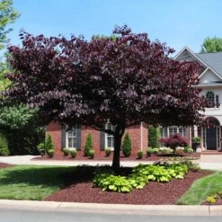Flowering Trees Sales 10 Flowering Trees Sales -Flowering Trees Sales Forest Pansy Redbud 5