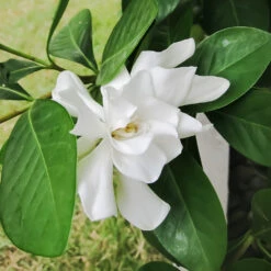 Four Seasons Gardenia Shrub -Flowering Trees Sales FourSeasons Gardenia 2