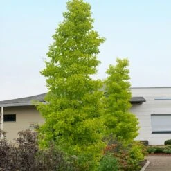 Goldspire™ Ginkgo Tree 7 Goldspire™ Ginkgo Tree -Flowering Trees Sales GOldspire Ginkgo Tree 2 FGT